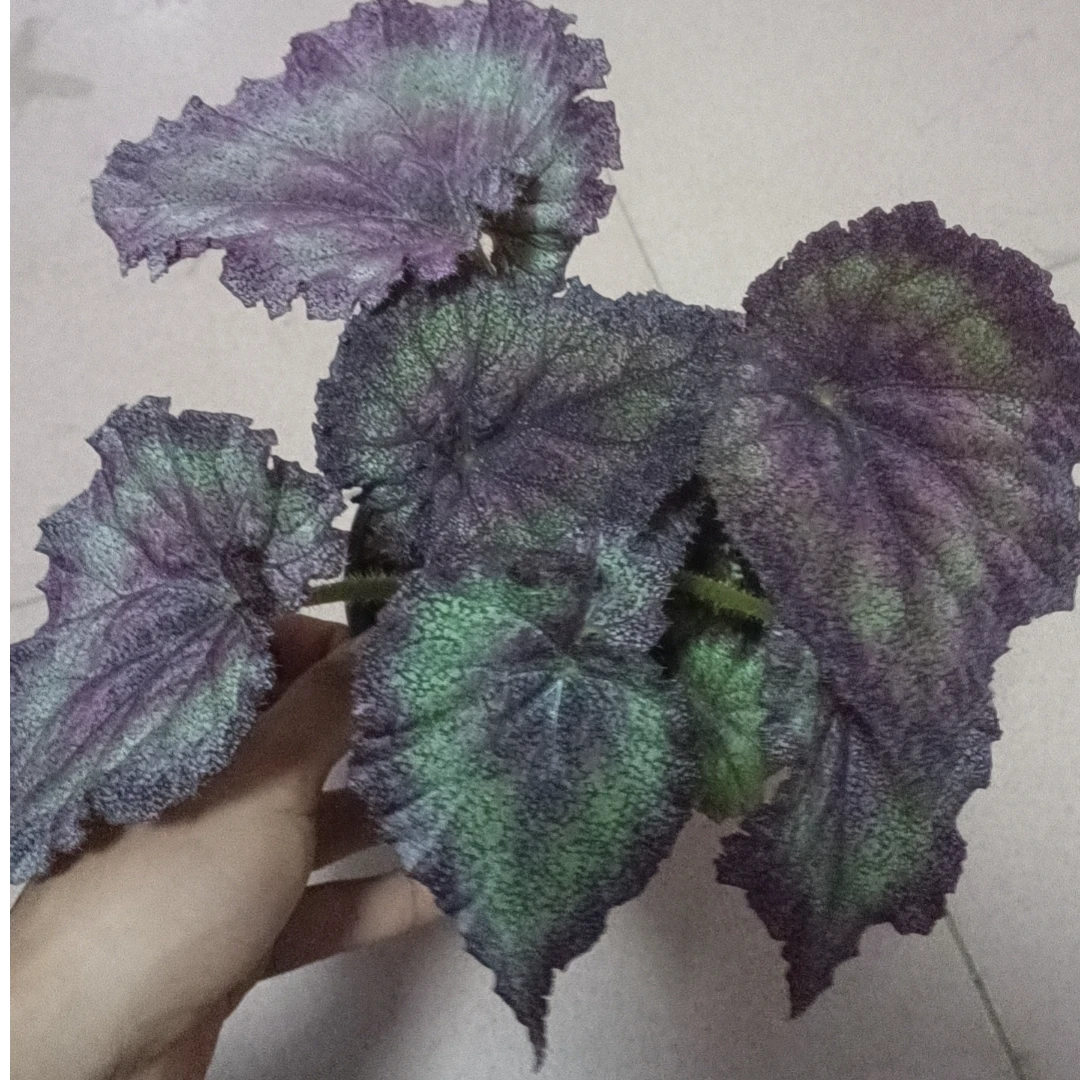 绮丽秋海棠      轻微叶损不售后十度以下请拍保温