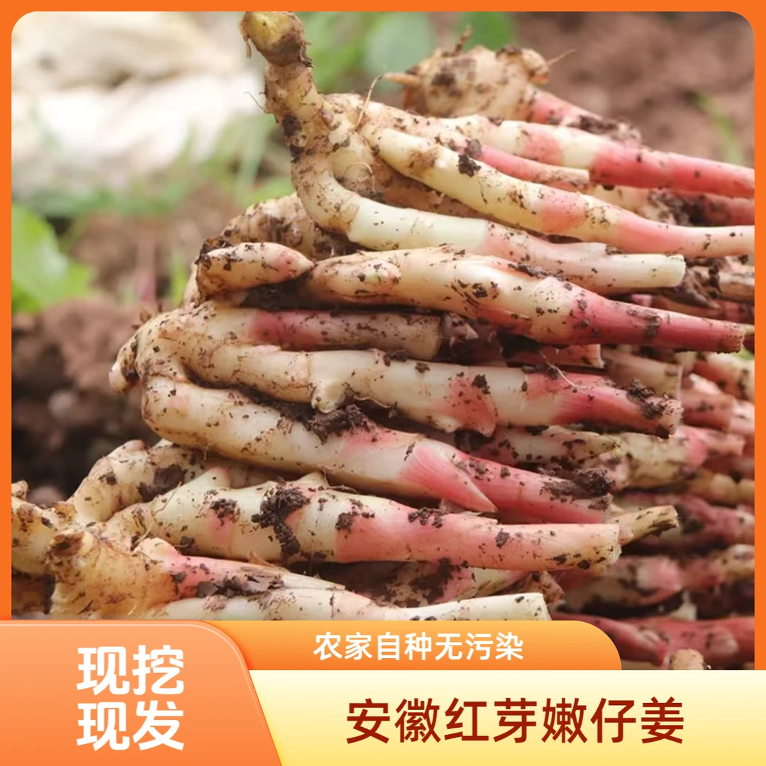 【安徽嫩姜】红芽嫩姜新鲜仔姜仔姜芽生姜新姜脆嫩泡姜糖醋姜3/5斤