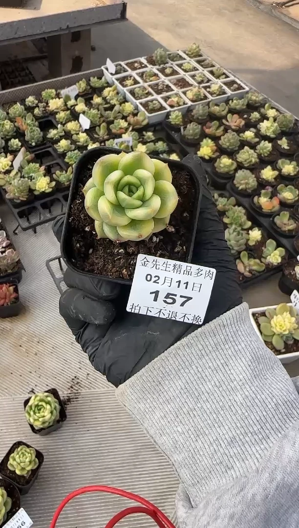 【闪购商品】0211-157晴空珍妮锦70#