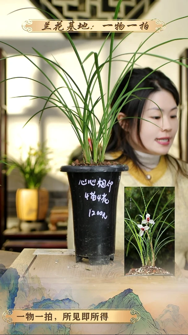 全部花苞心心相印4苗4花苞