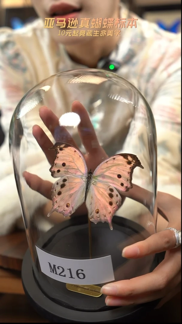 蝴蝶标本摆件竞拍m216