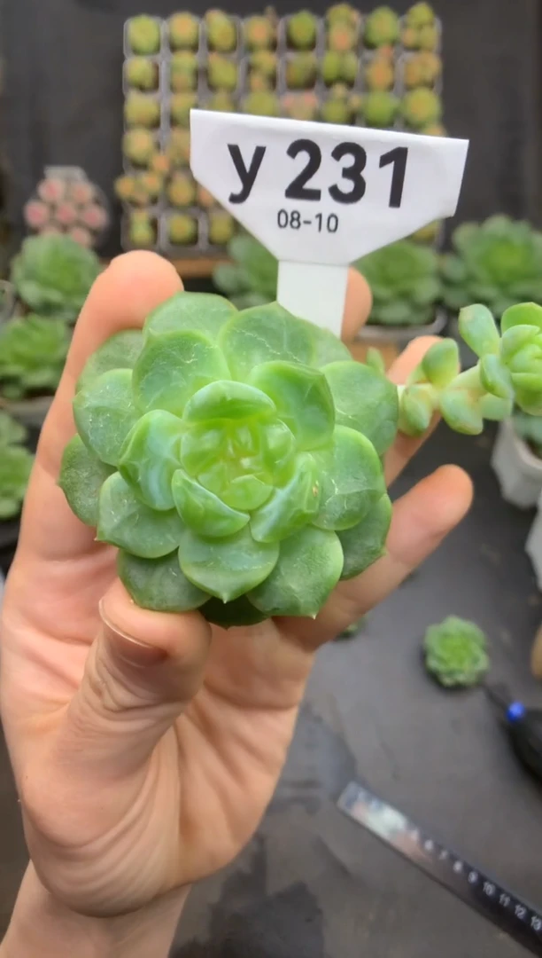 y231 遥遥珍妮 裸根 送珍妮土