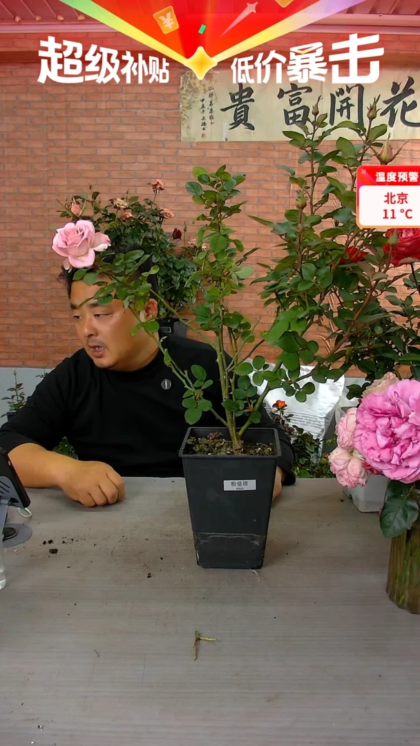 当前无花朵，栽培后可花朵粉曼塔