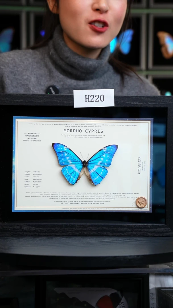 蝴蝶标本摆件竞拍塞浦路斯闪蝶H220