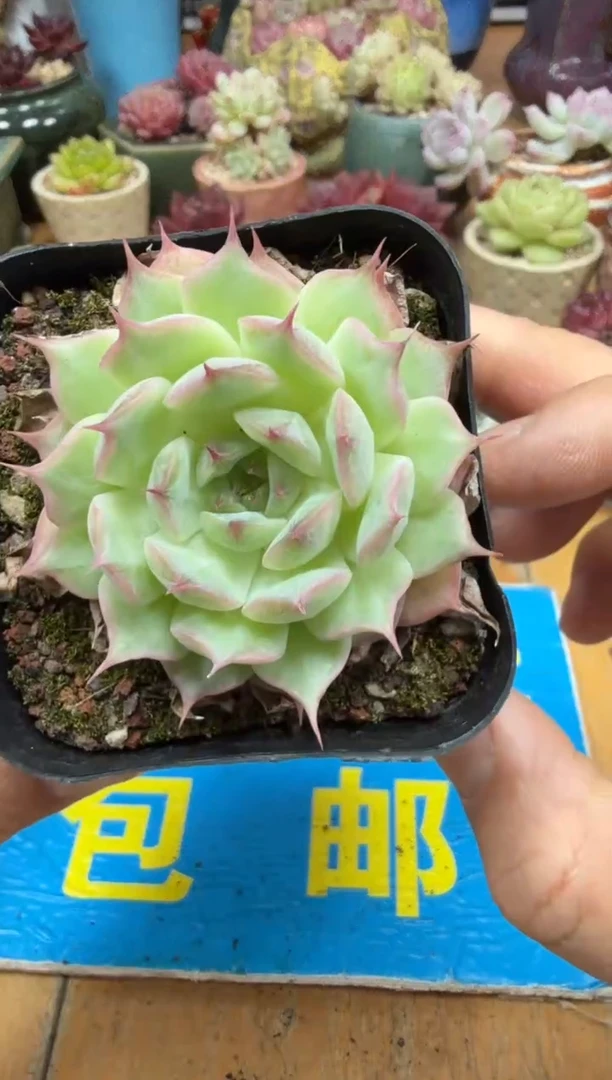 东云多肉园二店-90