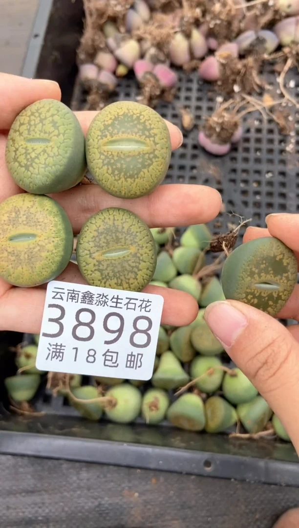 3898特价黄日轮有疤瑕疵发货1颗量拍