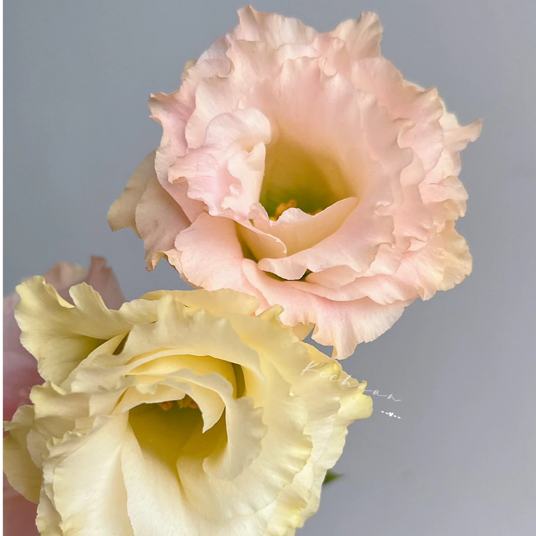 【花千氧】香槟洋桔梗高品质云南鲜花基地直发家用日常插瓶鲜切花