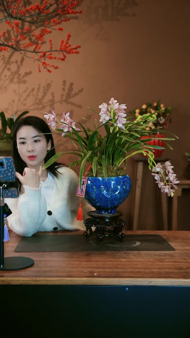 【闪购商品】盆景金边樱桃