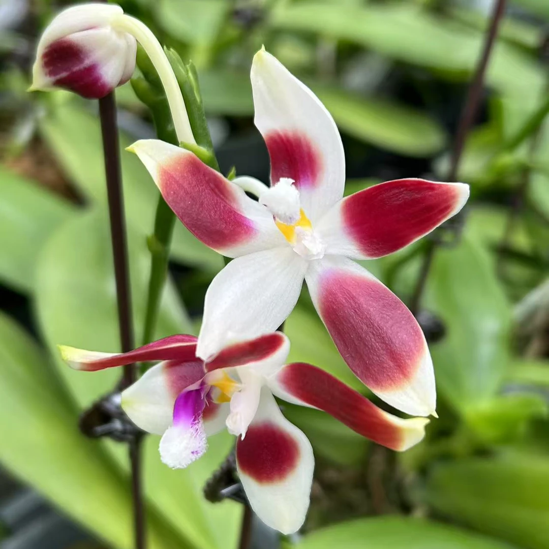 蝴蝶兰【熊猫盾】好养易活室内绿植花卉兰花