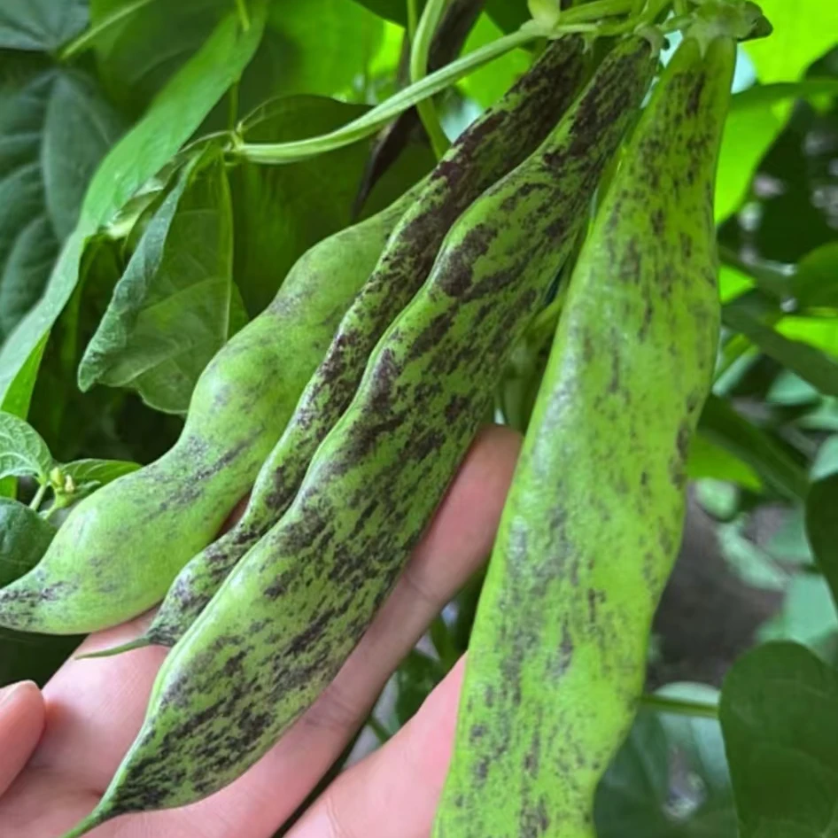 【大马掌豆角种子】大马掌豆角种子种子四季种植盆栽地栽