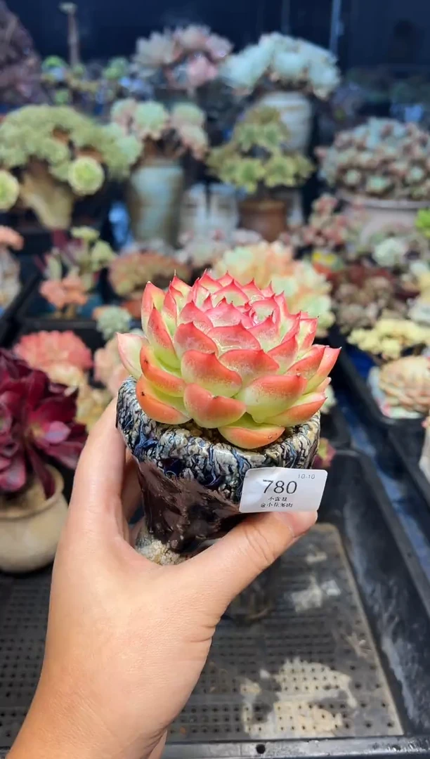 小**?780           不带盆