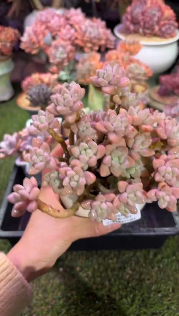 【闪购商品】07828脱土带盆