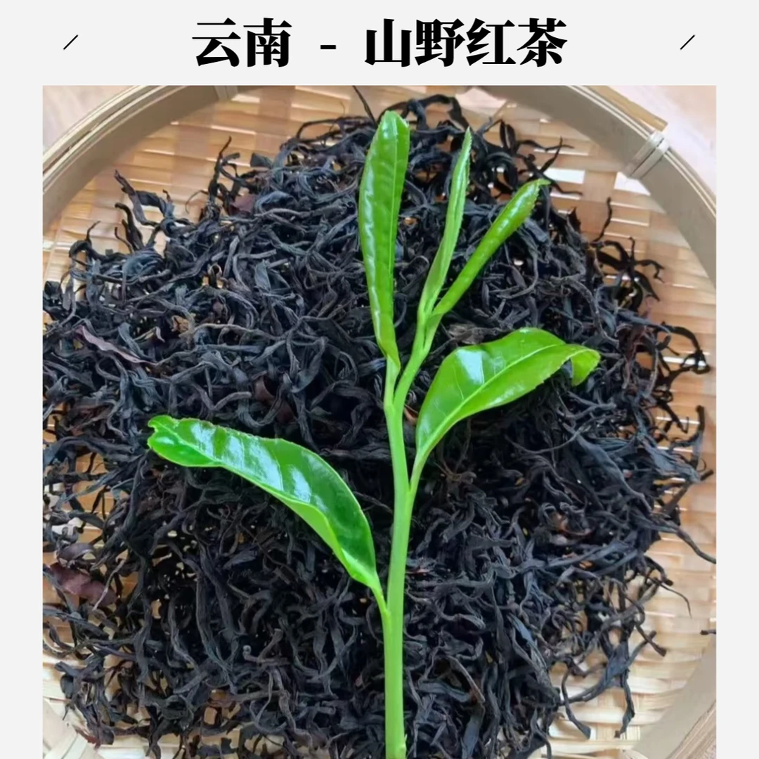 云南凤庆滇红古树混采花果香野韵足甜度高高山红茶