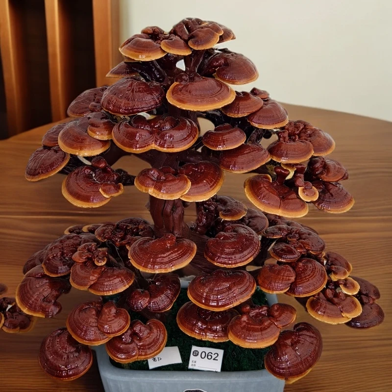 〖直播专用〗活体嫁接盆景新中式古典盆栽自带丹芝御景灵芝盆景