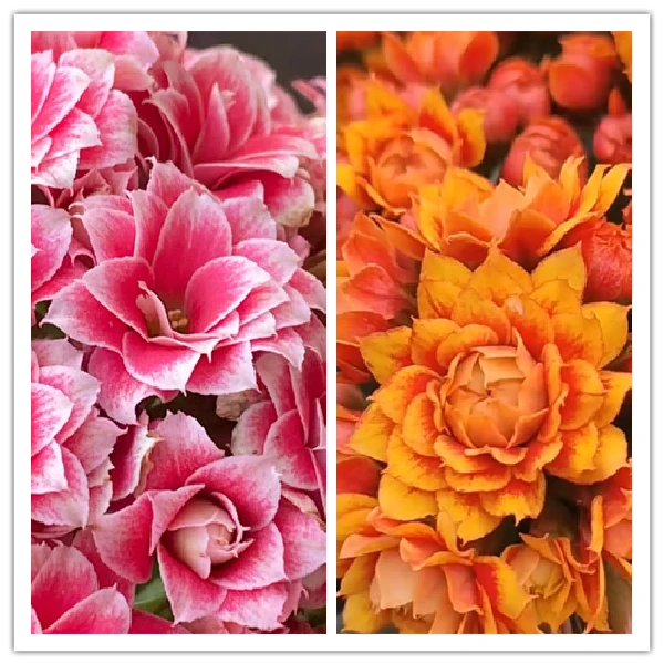 【圣诞之夜+盛宴】 重瓣大花 0℃地区请拍保温，不拍冻坏不赔