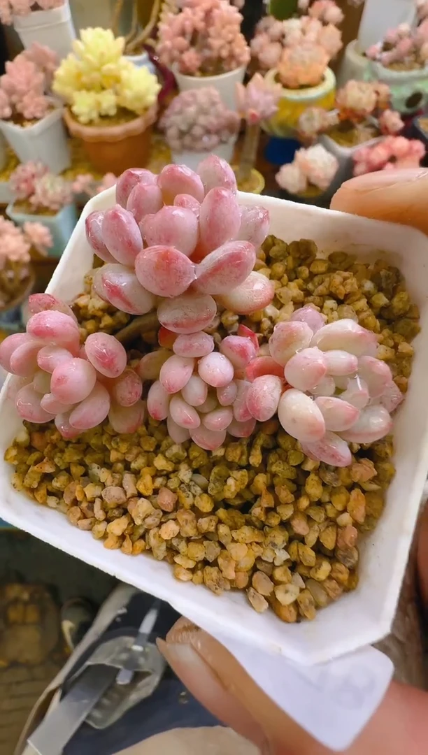 【闪购商品】春—178—仙农(昭君）