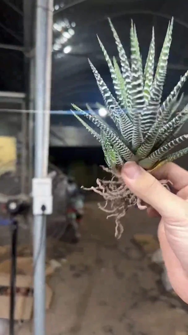 2颗 十二卷【带根】