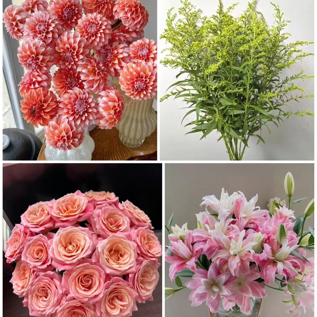 【粉百合1枝+大丽花2枝+朱小姐10枝+配草一份】鲜花次日达批发直播品质鲜花 全场任意满两单顺丰包邮