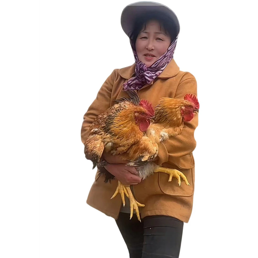 6斤 6.5斤 包洋六叔家散养大公鸡 包冰率不含冰