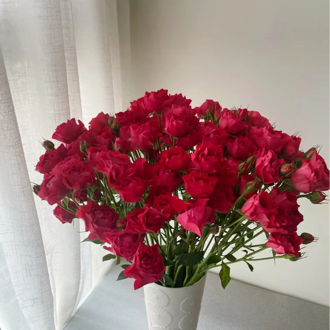 玉玲珑多头玫瑰-家养鲜花-云南基地直发-任意两单包邮