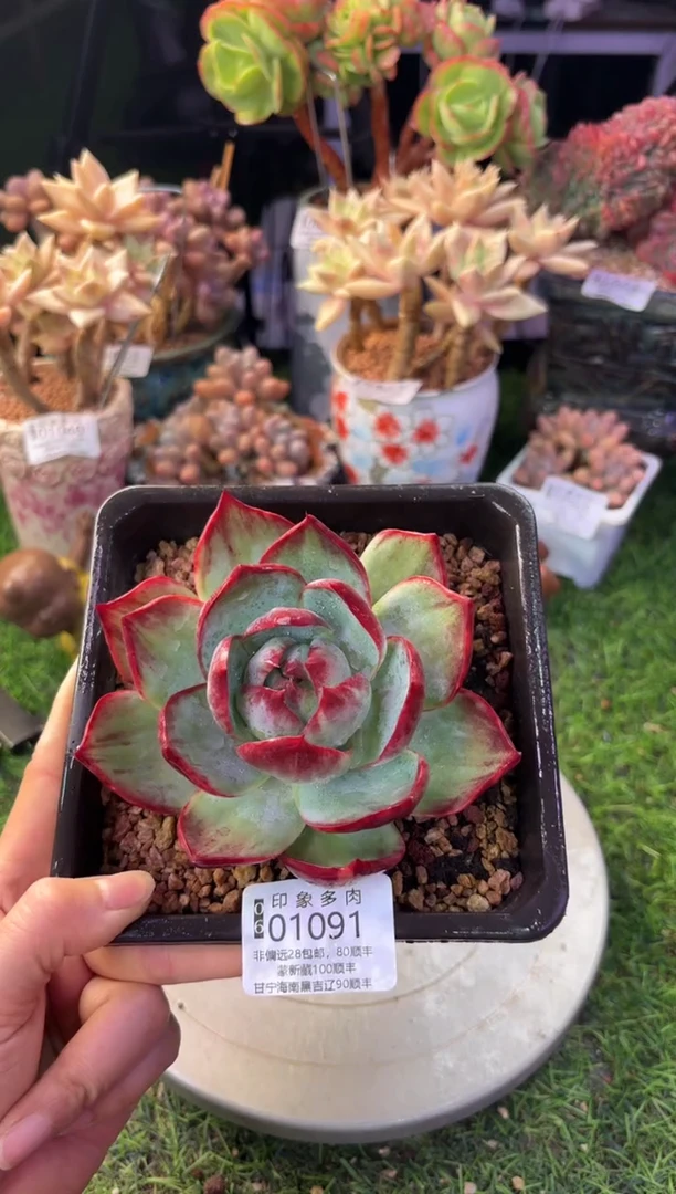 昆明印象多肉01091