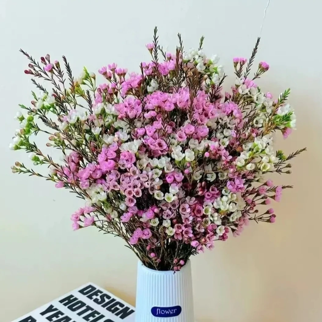 【澳洲腊梅】云南基地直发吸色腊梅客厅鲜切花室内水养花卉年宵节日