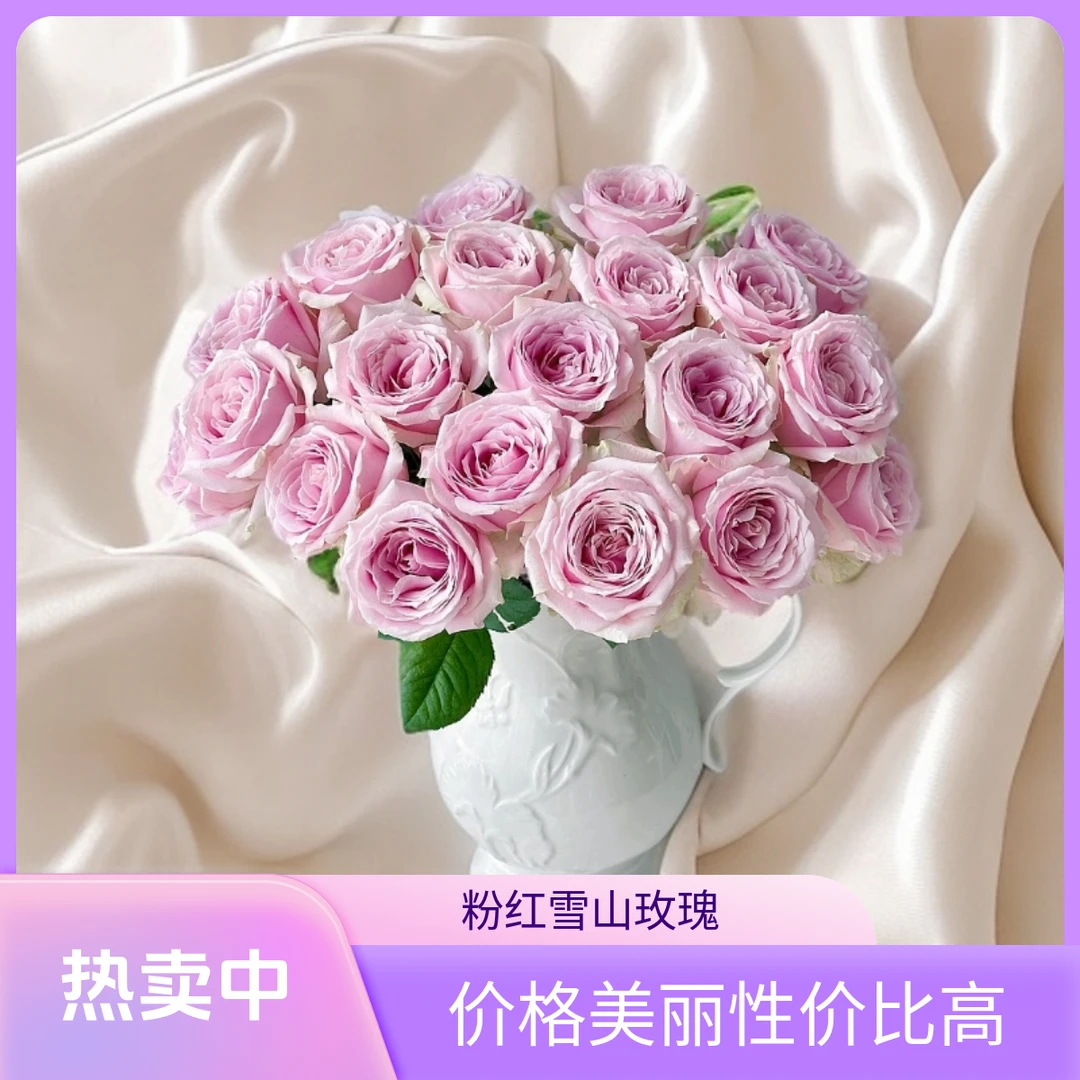 粉红雪山玫瑰：拍10送10防损耗（哈尔滨发货，收到需要醒花））