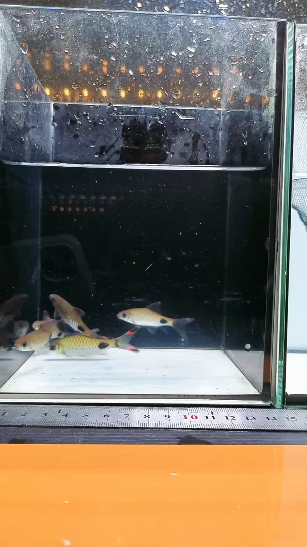 海水鱼红旗蓝黑影道人