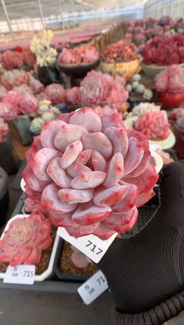 717紫皮橙多肉植物一物一拍