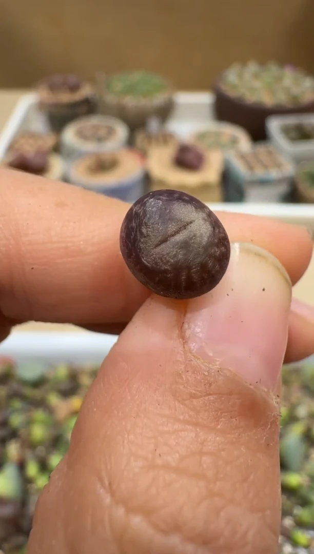 多肉植物肉锥4-8