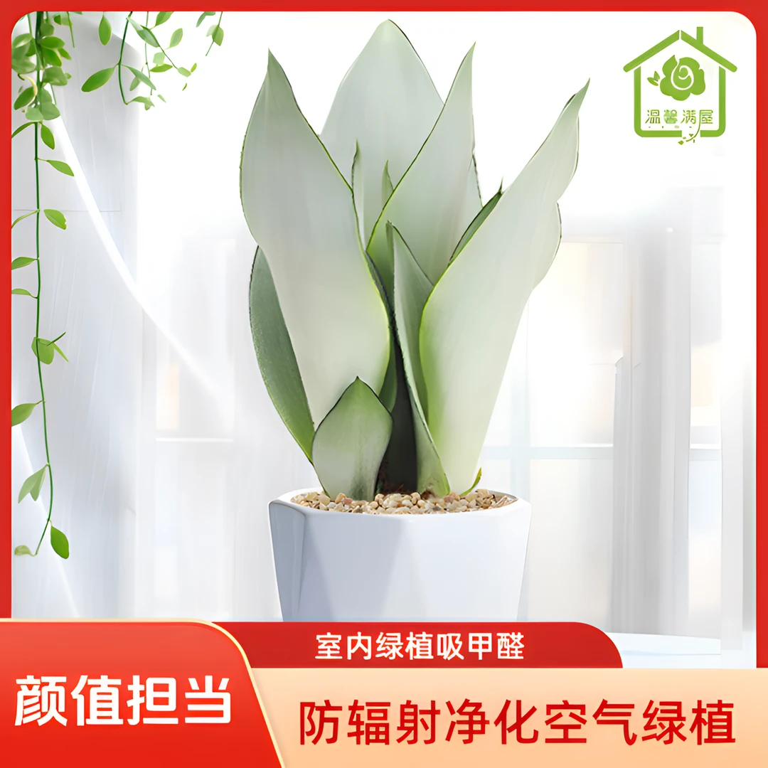 【优雅精致】白玉虎皮兰室内绿植吸甲醛净化空气防辐射办公室客厅