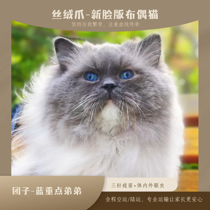 Velvet paw团子-蓝重点色布偶弟弟宠物猫咪全款链接宠物猫购买
