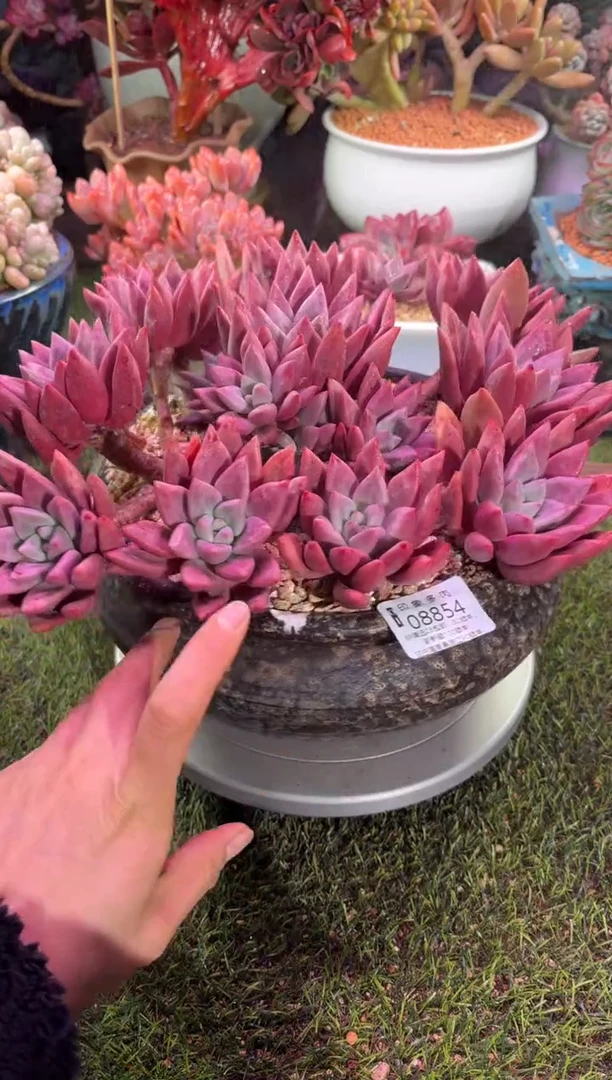 【闪购商品】08854