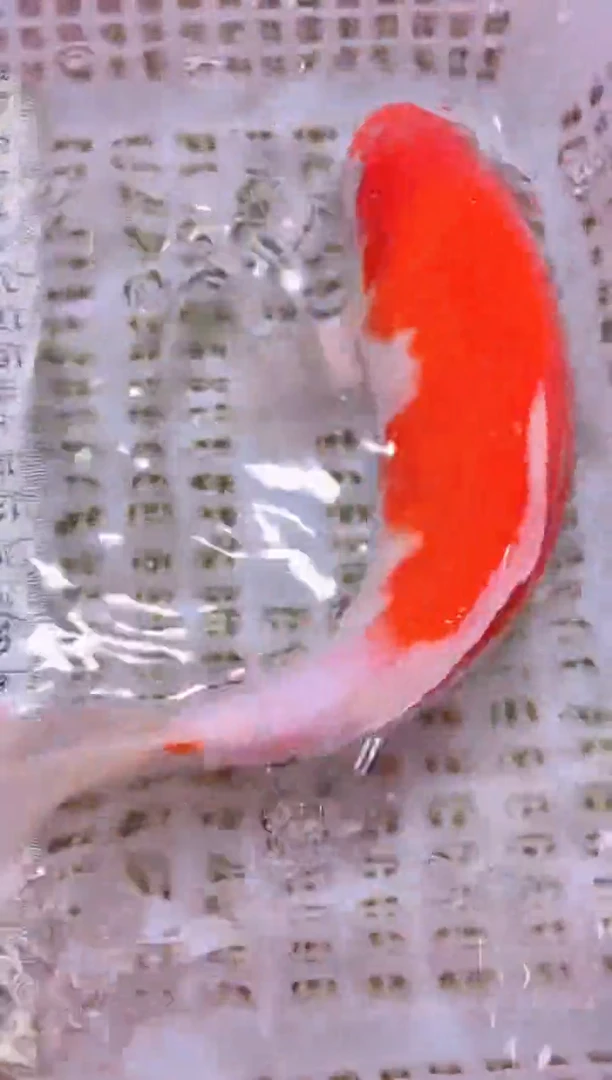 锦鲤冷水观赏鱼全场包邮157