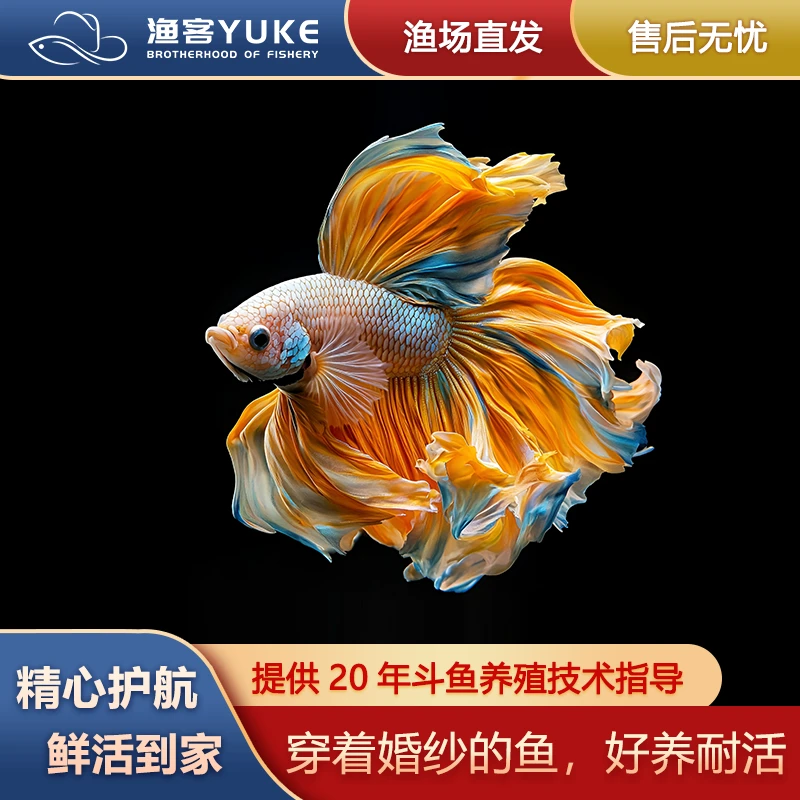 A8（141-160号）泰国斗鱼半月将军小型热带观赏鱼（直播间选号）