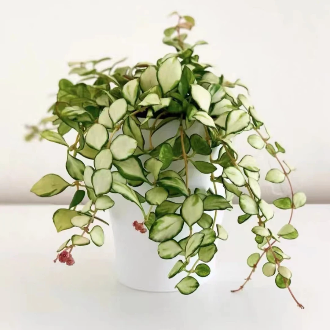 休斯科尔内锦休斯科尔外锦红烧麦外锦球兰粉色阳台趣味夏季盆栽