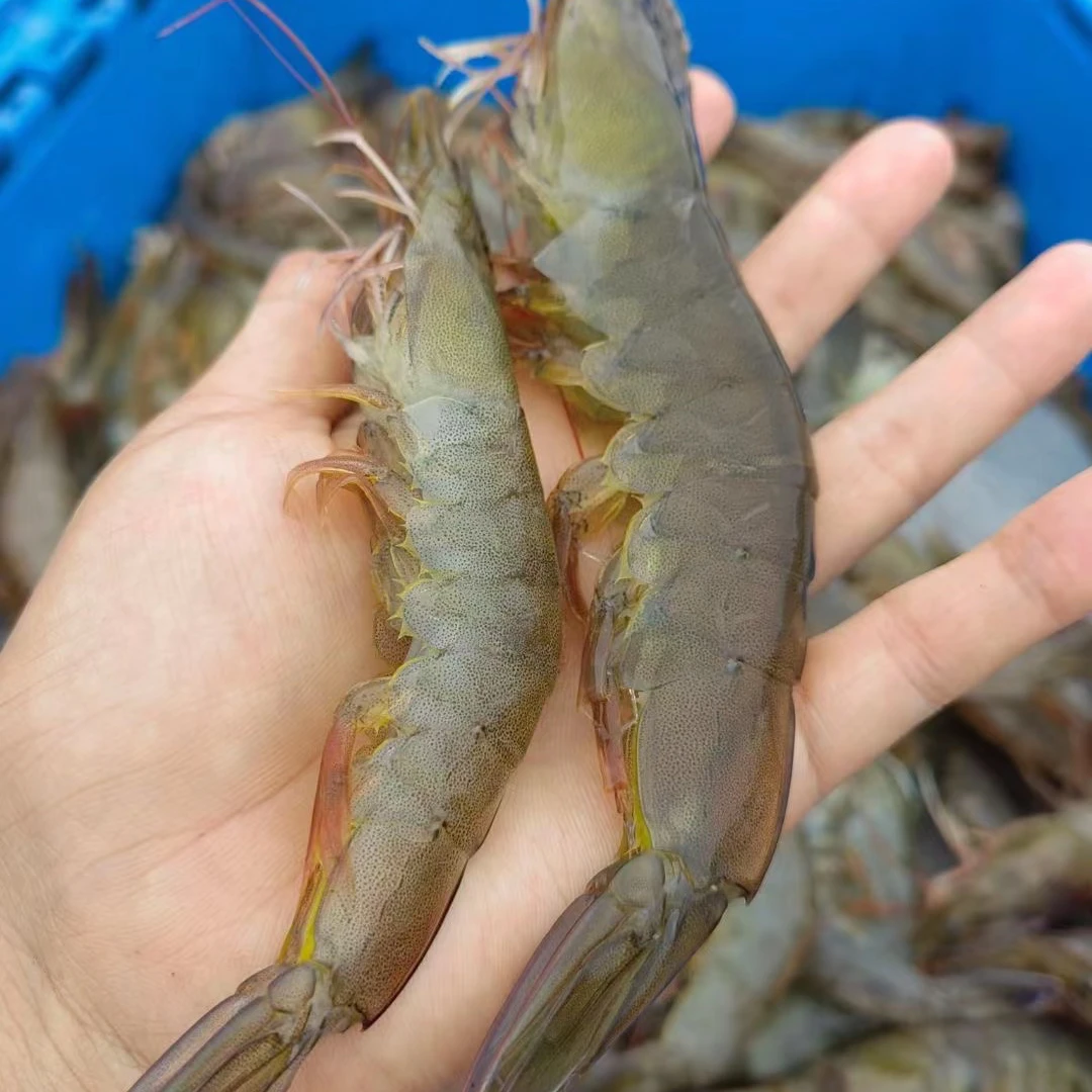 鲜活基围虾半斤【手挑活虾】