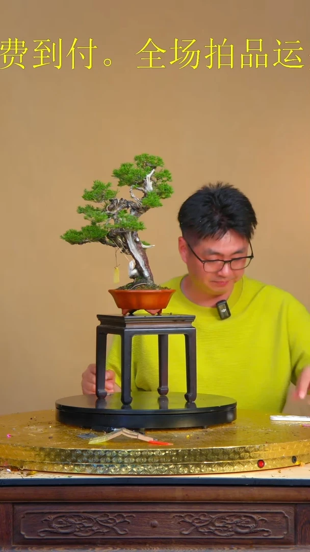 4315系渔川真柏系渔川真柏