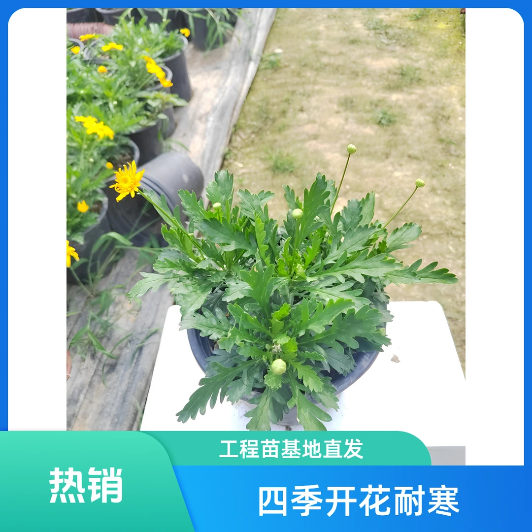 黄金菊带花苞多年生四季开花耐寒耐热庭院室外工程苗基地直发包邮