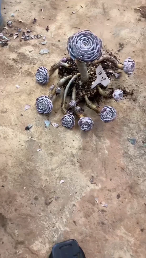 开****，      B39 号（轻微断不售后）￥28