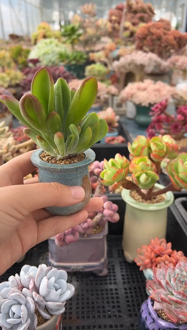 芒*桃722          花盆