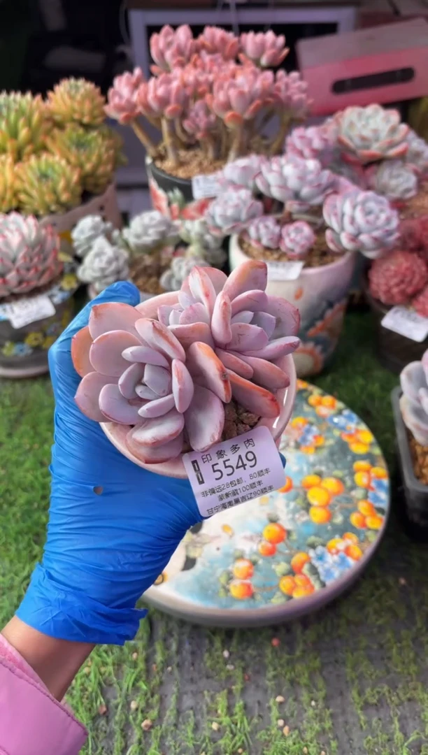 昆明印象多肉5549