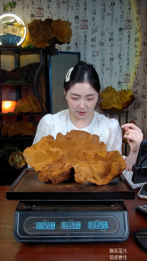 松针层孔菌中国大陆【藏区 野生】松树桑黄（2.4斤）40-50年份