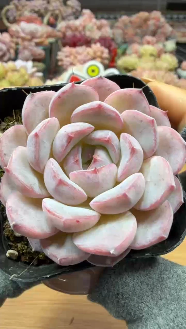 东云多肉园二店-02