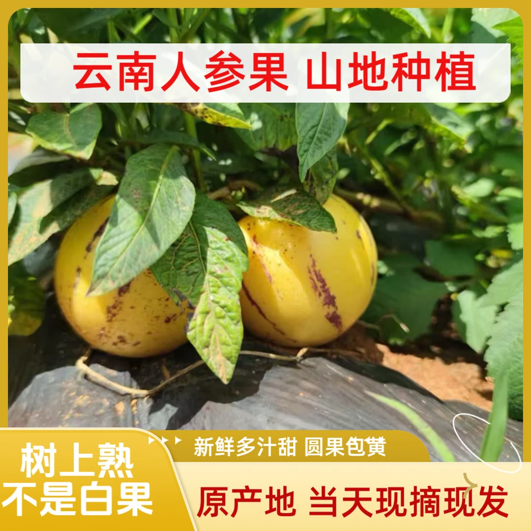 大果5斤福利精选云南人参果新鲜树上自然成熟肉黄多汁包甜