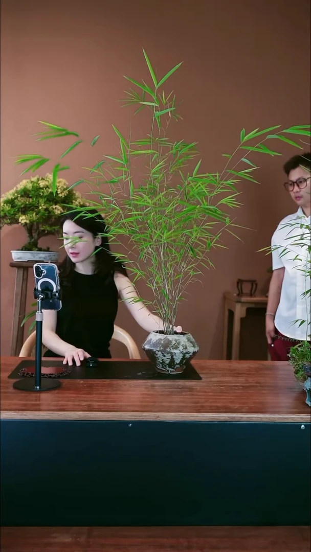 无花朵内门竹盆景盆景盆景