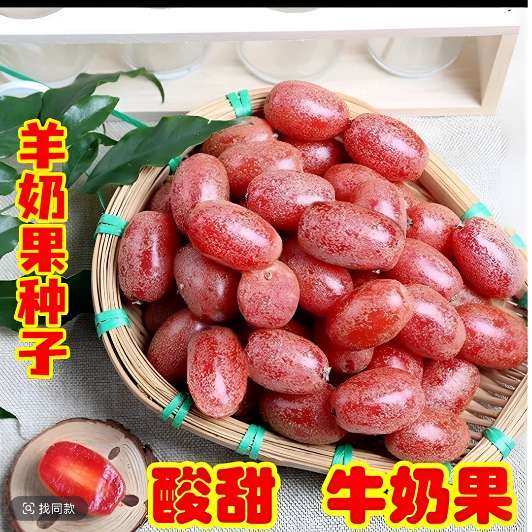 二号羊奶果种子盆栽地栽