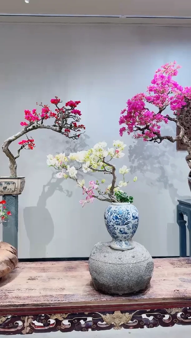 【闪购商品】盆景椰子冰三角梅