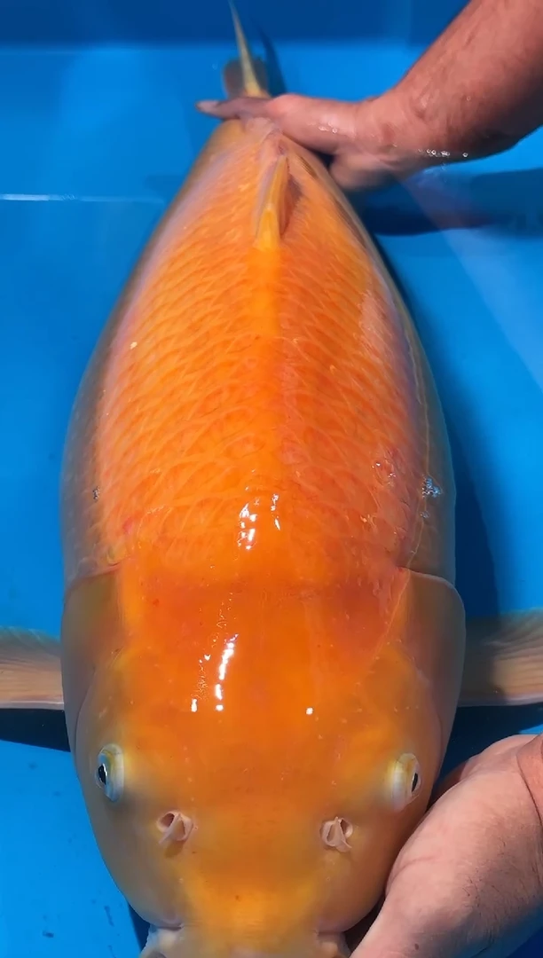 锦鲤佛山金隆锦鲤直播专用闪购链接，不支持7天无理由退货退款