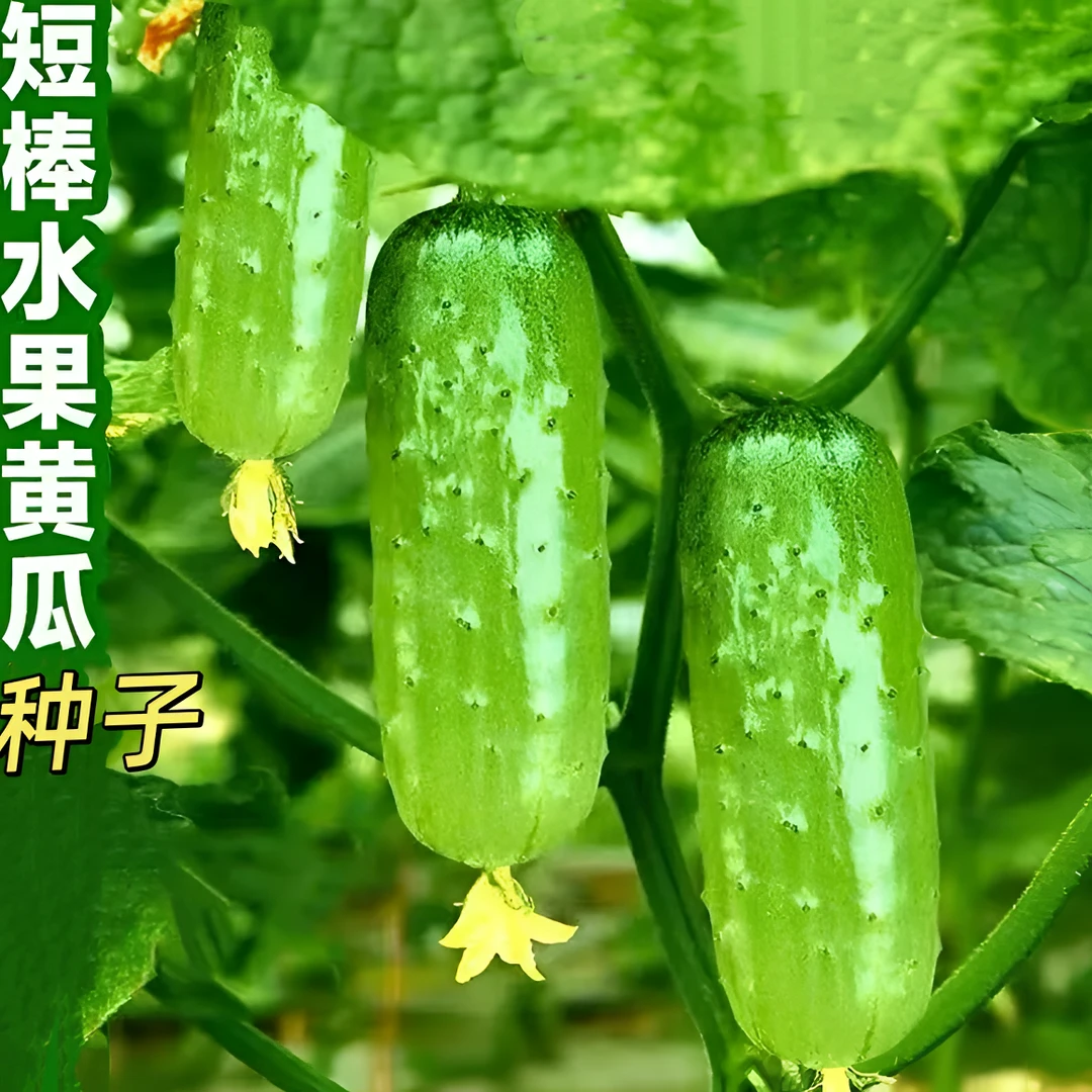 兔子腿水果黄瓜种子家庭阳台小院地栽盆栽四季种植简单